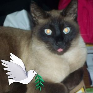 Meet your Posher, Donna